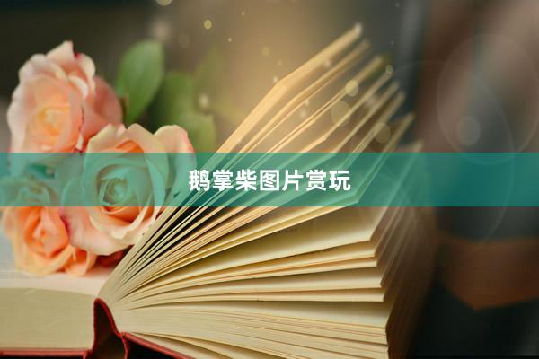 鹅掌柴图片赏玩